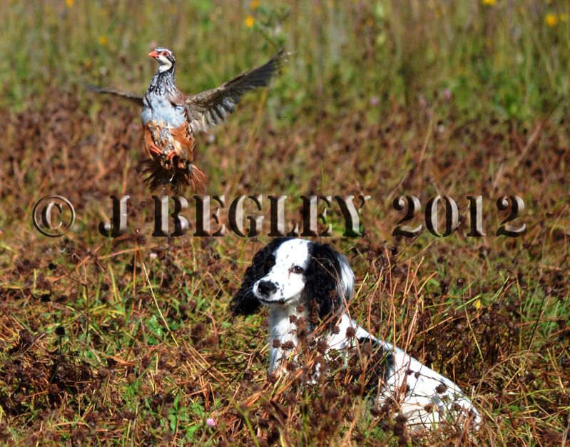 Poolgreen-Partridge-copyflush_zpscc774cd6.jpg