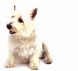 th_animated_dog.gif