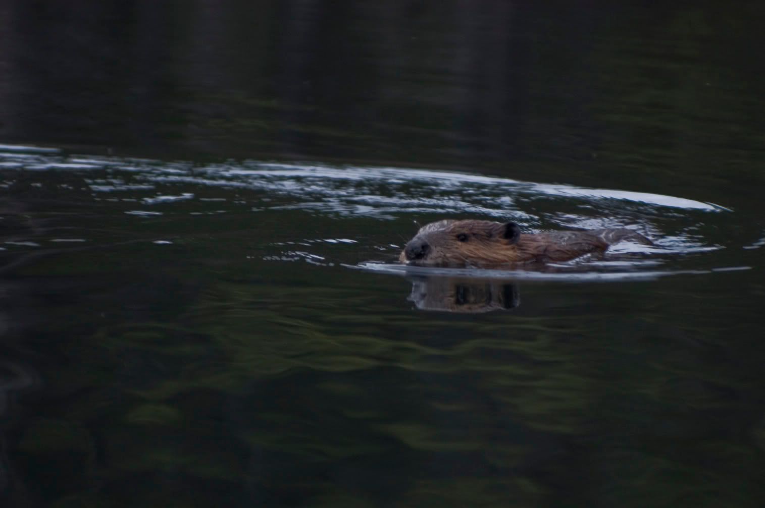 beaverswimming.jpg