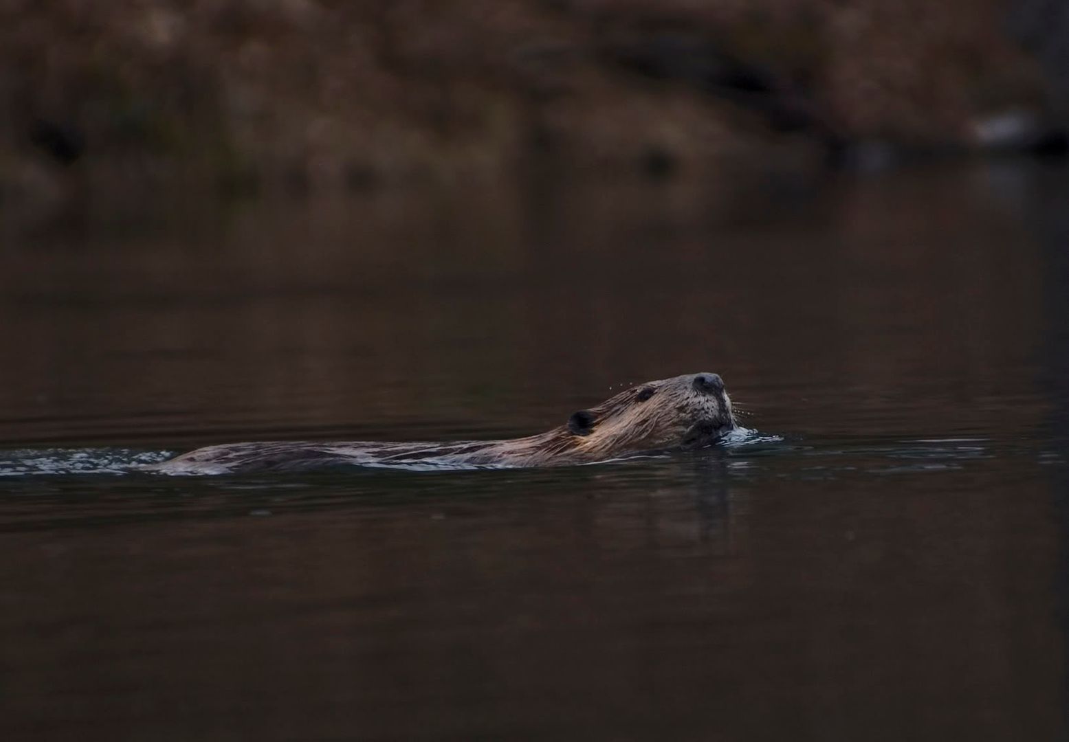 beaverswimming2.jpg