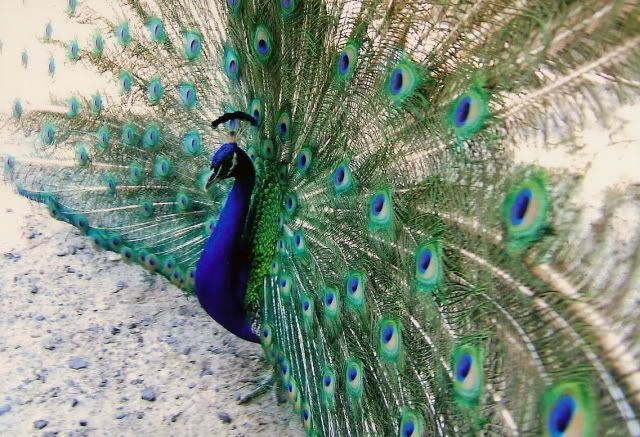 Open Peacock Feathers - Charleston 7-4-07