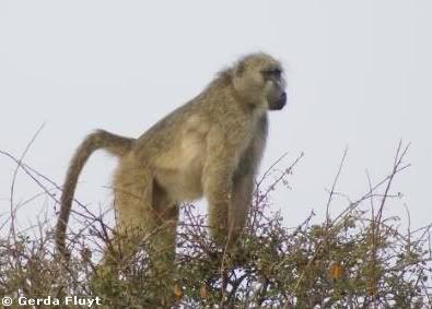 Baboon Canines