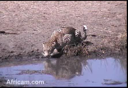 africam help site