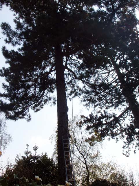 pine1.jpg