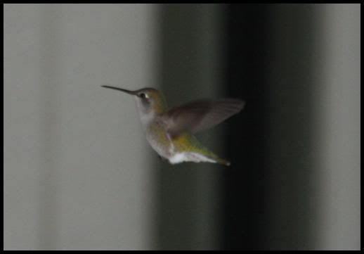 Costa's Hummingbird - Oregon, Jan 2008