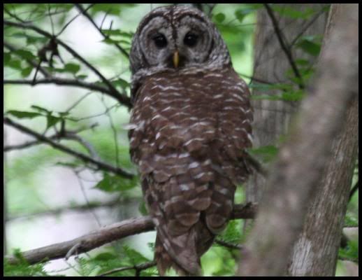 Barred Owl - Florida, April 2008