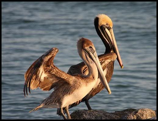 Brown Pelicans - Florida, April 2008