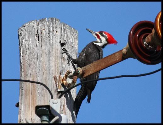 Pileated Woodpecker - Florida, April 2008