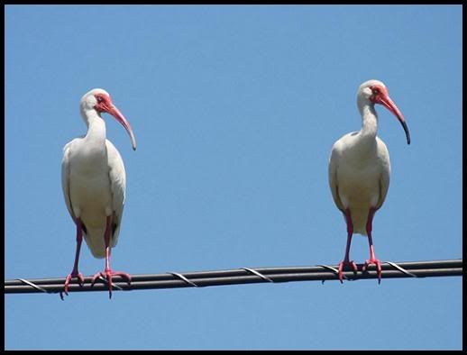 White Ibis - Florida, April 2008