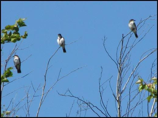 Eastern Kingbirds @ The Brig Sept 2007