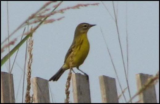 Prairie Warbler @ The Meadows - Cape May Sept 6th 2007