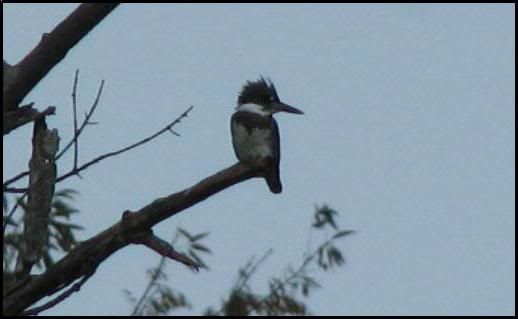 Belted Kingfisher @ Basking Ridge Oct 2007