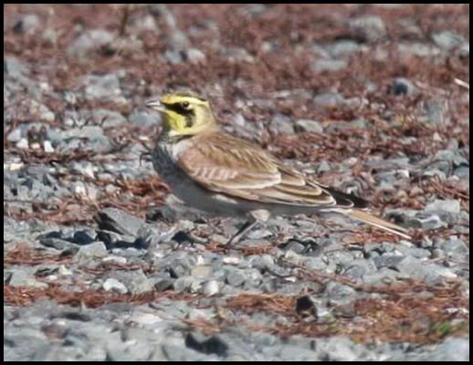 Horned Lark @ Spruce Run Nov 2007