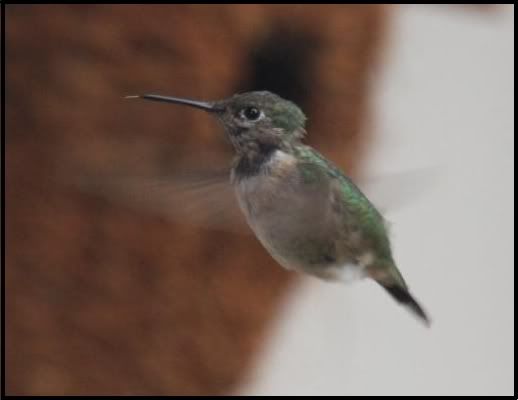 Calliope Hummingbird @ Denville Nov 2007