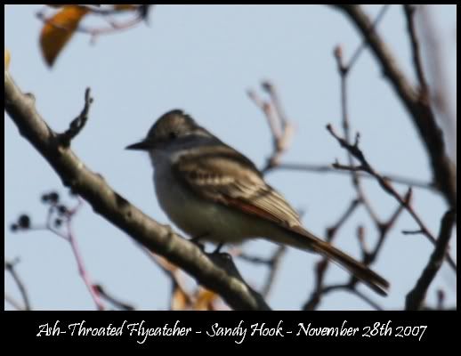 Ash-throated Flycatcher @ Sandy Hook Nov 2007