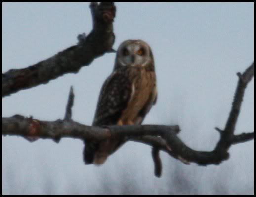 Short-eared Owl - Dec 2007