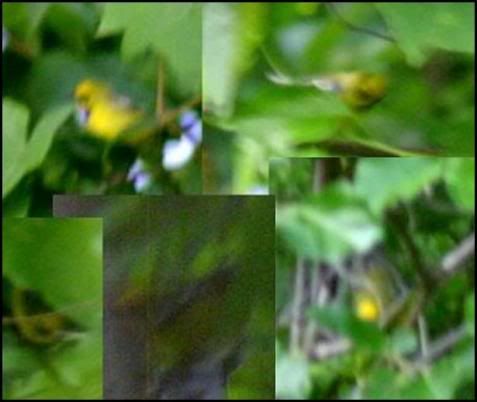 Lawrence's Warbler June 2007