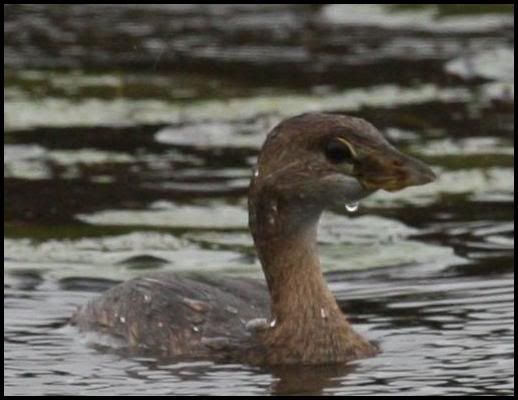 Pied-billed Grebe @ Cape May Oct 2007