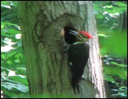 Pileated Woodpecker June 2007
