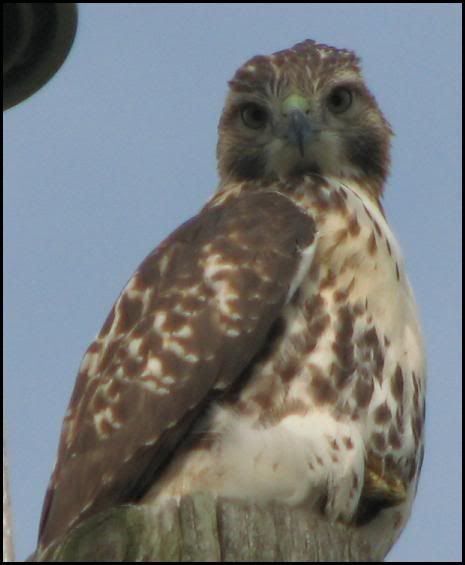 August 2007 Red-Tailed Hawk