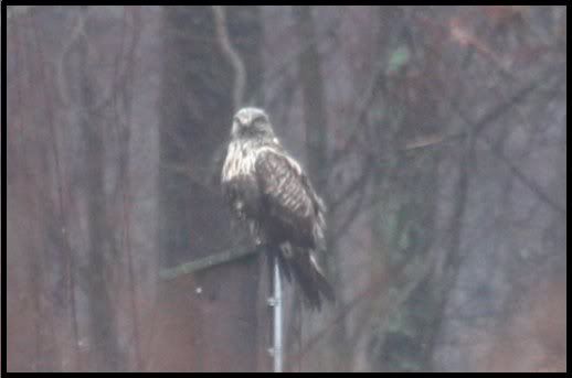 Rough-legged Hawk @ Great Swamp Dec 2007
