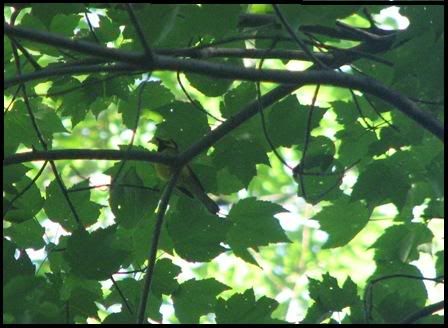 Hooded Warbler June 2007