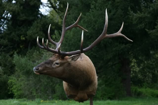 Full Sneak Elk Antler Clearance Question (Altering head tilt)