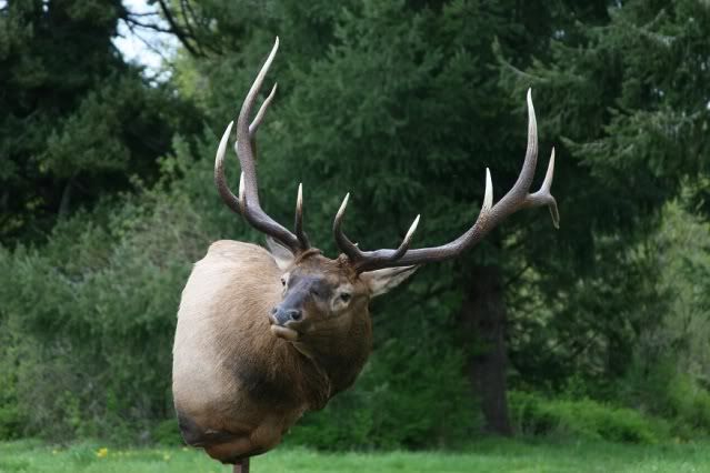 Full Sneak Elk Antler Clearance Question (Altering head tilt)