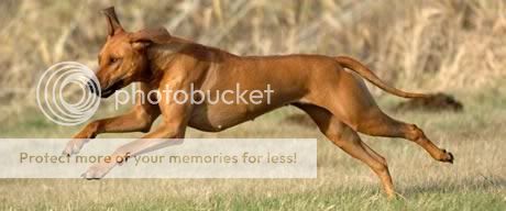 Any Rhodesian Ridgeback owners?